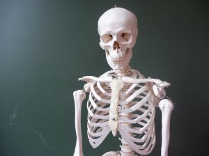 1187803_skeleton_1.jpg