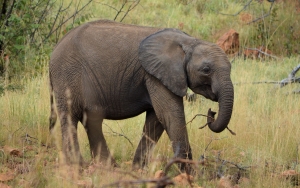 elephants-on-parade-2-1420924-m.jpg